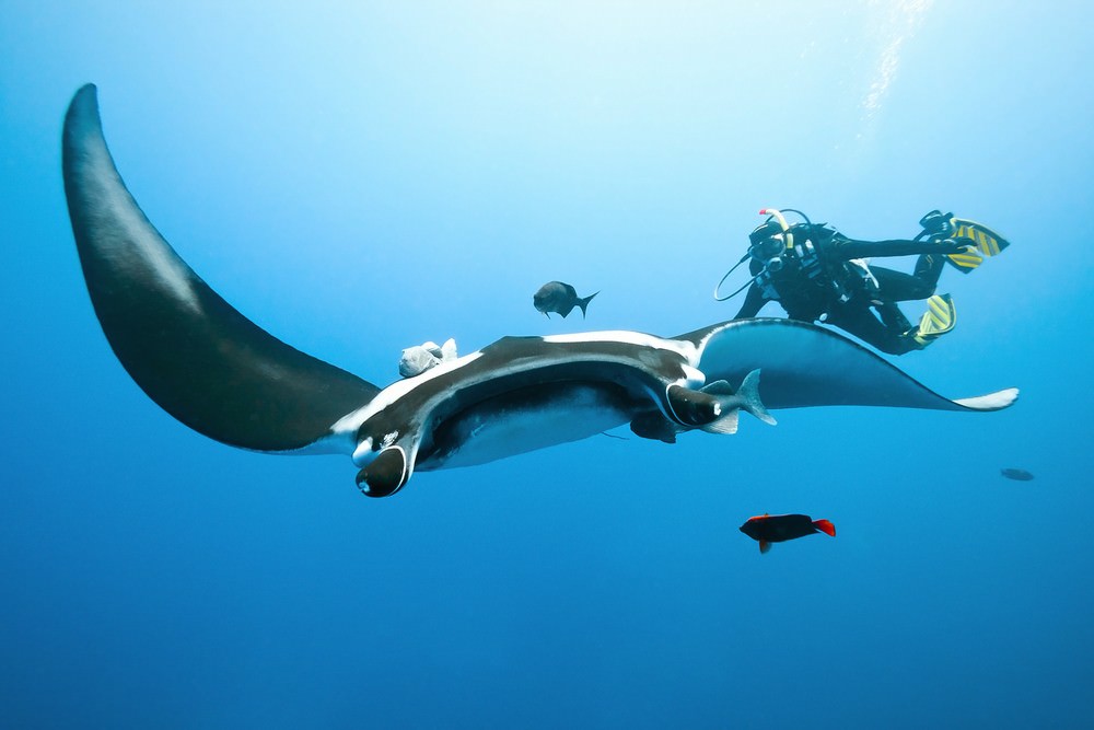 manta-point-di-labuan-bajo